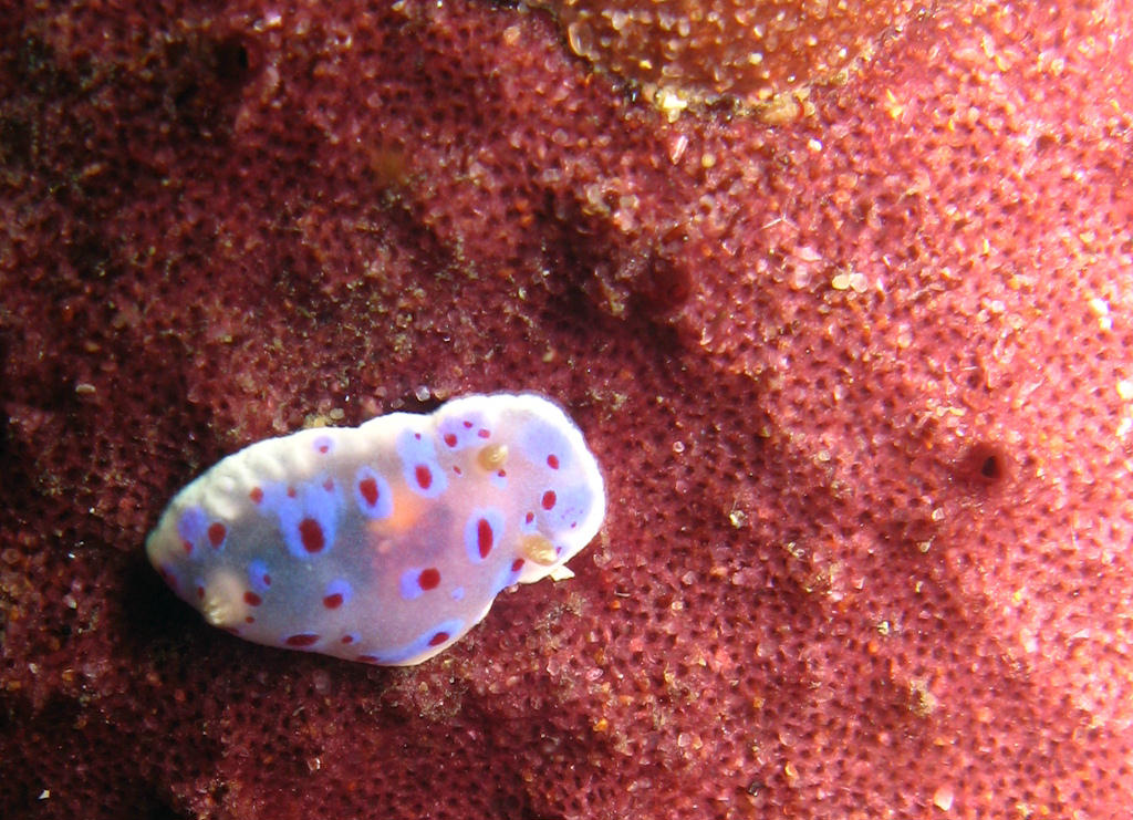 Chromodoris thompsoni